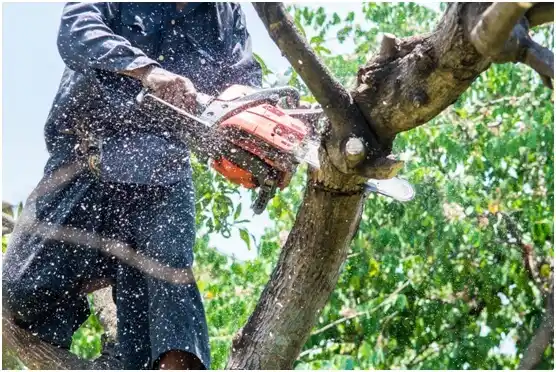 tree services Campbell